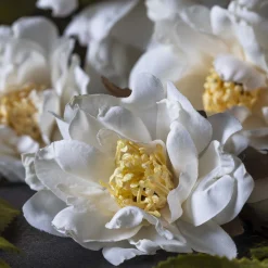 Artificial Cream Rose Spray