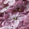 Artificial Lilac Hydrangea Stem